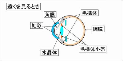 遠くを見る